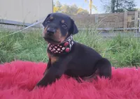 AKC Champion Bloodline -  Storm, a male Doberman Pinscher for sale in Beaumont, TX – 8 of 9