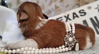 Havashu - Murdock, a male Havanese and Shih Tzu for sale in Houston, TX – 2 of 10