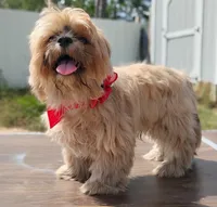 Mikey , a male Shih Tzu for sale in Beaumont, TX – 5 of 10
