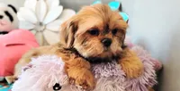 AKC Beau, a male Shih Tzu for sale in Houston, TX – 1 of 5