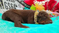 Luciano , a male Doberman Pinscher for sale in Beaumont, TX – 7 of 10