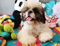 Akc Oliver, a male Shih Tzu for sale in Houston, TX – 3 of 5