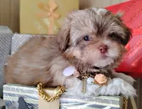 Last one !!!! Havashu - Murdock, a male Havanese and Shih Tzu for sale in Houston, TX – 3 of 8