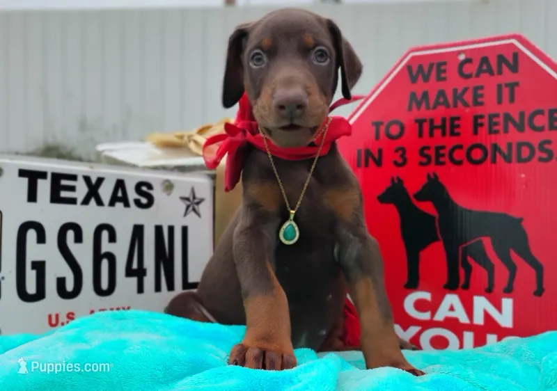 AKC Champion Bloodline - Ginger  – Doberman Pinscher puppy for sale in Beaumont, TX