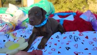 Drago , a male Doberman Pinscher for sale in Beaumont, TX – 7 of 10