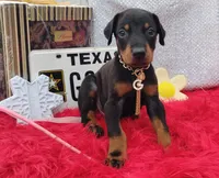 Noah , a male Doberman Pinscher for sale in Beaumont, TX – 5 of 9