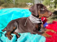  Ginger , a female Doberman Pinscher for sale in Beaumont, TX – 5 of 6
