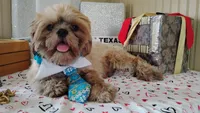 Papa Bear , a male Shih Tzu for sale in Houston, TX – 3 of 7