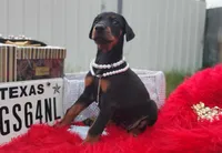Pearl , a female Doberman Pinscher for sale in Beaumont, TX – 9 of 10