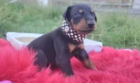 AKC Champion Bloodline -  Storm, a male Doberman Pinscher for sale in Beaumont, TX – 3 of 9