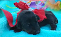Dora , a female Doberman Pinscher for sale in Beaumont, TX – 1 of 6