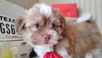 Havashu - Benji, a male Havanese and Shih Tzu for sale in Houston, TX – 6 of 10