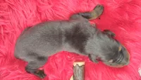 AKC Champion Bloodline - Puppy Oliver , a male Doberman Pinscher for sale in Beaumont, TX – 8 of 8