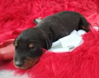 AKC Champion Bloodline - Puppy Noha , a male Doberman Pinscher for sale in Beaumont, TX – 1 of 5