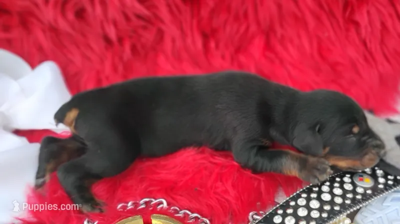 AKC Champion Bloodline -Puppy Dustin  – Doberman Pinscher puppy for sale in Beaumont, TX