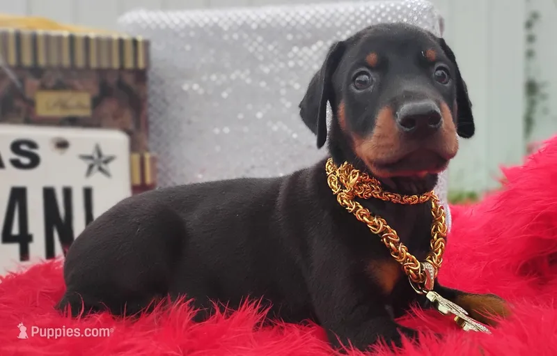 Puppy Hurricane – Doberman Pinscher puppy for sale in Beaumont, TX