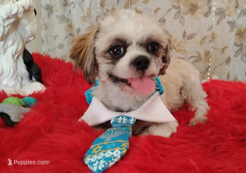 Full Akc Zimba – Shih Tzu puppy for sale in Houston, TX