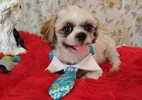 Full Akc Zimba, a male Shih Tzu for sale in Houston, TX – 1 of 6