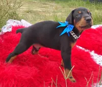 Puppy Dexter , a male Doberman Pinscher for sale in Beaumont, TX – 3 of 3