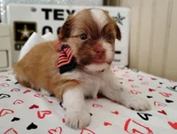 Havashu - Benji, a male Havanese and Shih Tzu for sale in Houston, TX – 2 of 9