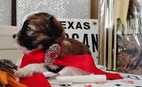 Havashu pup - Lill Mikey, a male Havanese and Shih Tzu for sale in Houston, TX – 7 of 9