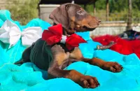 Ruby Red, a female Doberman Pinscher for sale in Beaumont, TX – 2 of 10