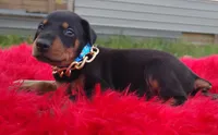 AKC- Champion bloodline - Acer, a male Doberman Pinscher for sale in Beaumont, TX – 3 of 10
