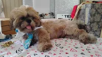 Papa Bear , a male Shih Tzu for sale in Houston, TX – 7 of 7