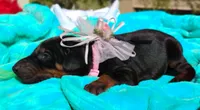 Sophia , a female Doberman Pinscher for sale in Beaumont, TX – 3 of 8