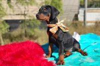 Liliana , a female Doberman Pinscher for sale in Beaumont, TX – 9 of 10