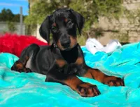 Miracle, a male Doberman Pinscher for sale in Beaumont, TX – 10 of 10