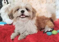 Havashu - Murdock, a male Havanese and Shih Tzu for sale in Houston, TX – 10 of 10