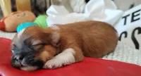 Havashu pup- Lucky Star ⭐, a female Havanese and Shih Tzu for sale in Houston, TX – 2 of 10