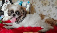Full AKC  Shih Tzu, a male Shih Tzu for sale in Houston, TX – 9 of 10