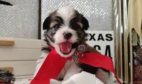 Havashu pup - Lill Mikey, a male Havanese and Shih Tzu for sale in Houston, TX – 2 of 9