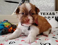 Havashu - Benji, a male Havanese and Shih Tzu for sale in Houston, TX – 3 of 9