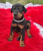 Puppy Dexter , a male Doberman Pinscher for sale in Beaumont, TX – 2 of 3