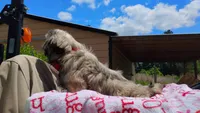 Akc full rights -Silver Belle, a female Shih Tzu for sale in Houston, TX – 6 of 10