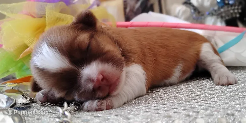 Havashu - My Lil Honey Bear 🐻 – Havanese, Shih Tzu puppy for sale in Houston, TX