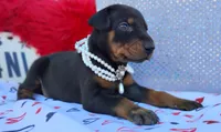 AKC Champion Bloodline -Eagles Paws puppy Ladylove , a female Doberman Pinscher for sale in Beaumont, TX – 2 of 7