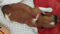 Havashu pup- Lucky Star ⭐, a female Havanese and Shih Tzu for sale in Houston, TX – 9 of 10