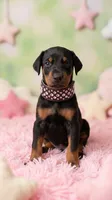 AKC Champion Bloodline -  Storm, a male Doberman Pinscher for sale in Beaumont, TX – 1 of 9