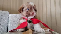 Havashu - Benji, a male Havanese and Shih Tzu for sale in Houston, TX – 9 of 10