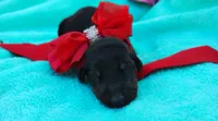 Dora , a female Doberman Pinscher for sale in Beaumont, TX – 5 of 6