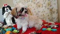 Full Akc -, a male Shih Tzu for sale in Houston, TX – 10 of 10