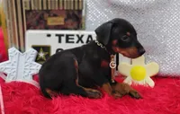 Noah , a male Doberman Pinscher for sale in Beaumont, TX – 3 of 9