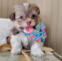 Last one !!!! Havashu - Murdock, a male Havanese and Shih Tzu for sale in Houston, TX – 4 of 8