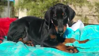 Ladylove, a female Doberman Pinscher for sale in Beaumont, TX – 3 of 10