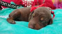 Tinker Bell , a female Doberman Pinscher for sale in Beaumont, TX – 8 of 9