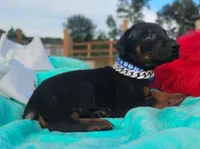 Dustin, a male Doberman Pinscher for sale in Beaumont, TX – 4 of 7